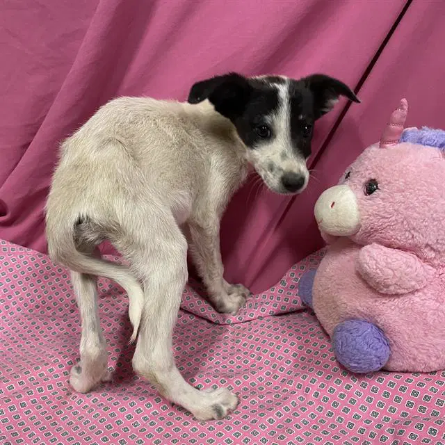 Unknown - Border Collie