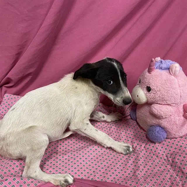 Unknown - Border Collie