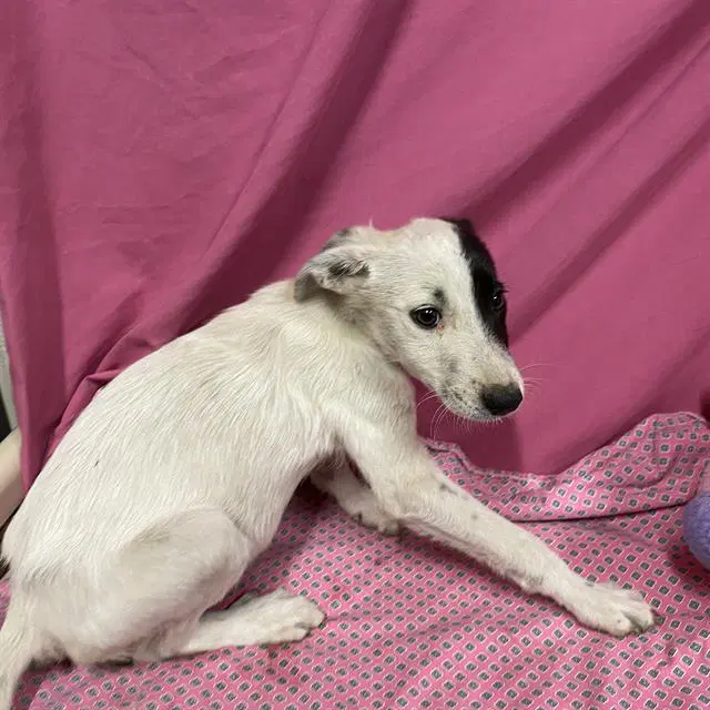 Unknown - Border Collie