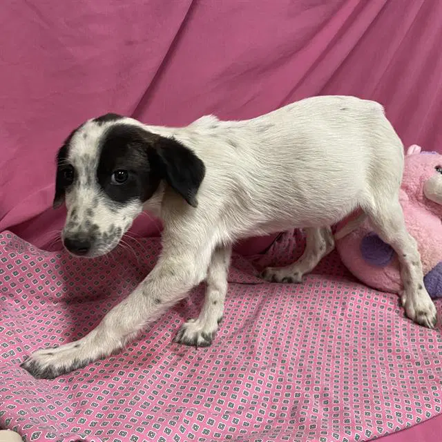 Unknown - Border Collie