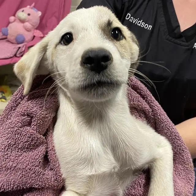 Unknown - Border Collie