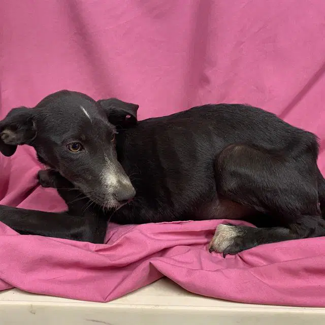 Unknown - Border Collie