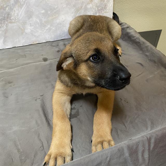 Eli