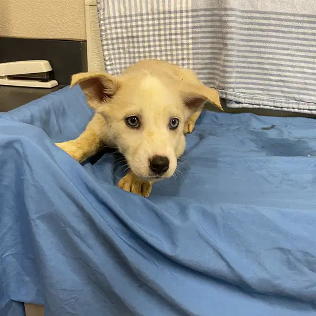 Unknown - Husky
