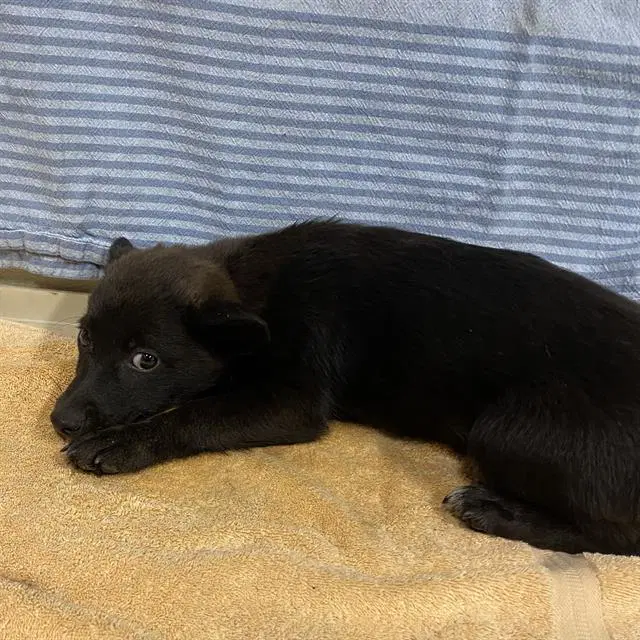 Unknown - Australian Kelpie