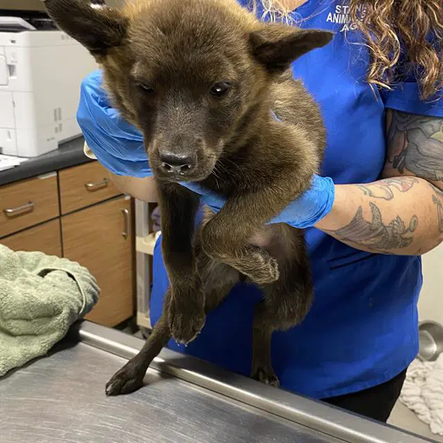 Unknown - Australian Kelpie