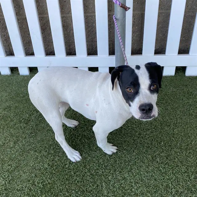 Unknown - Staffordshire Bull Terrier