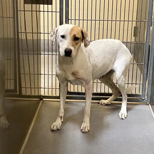 Unknown - Pit Bull Terrier