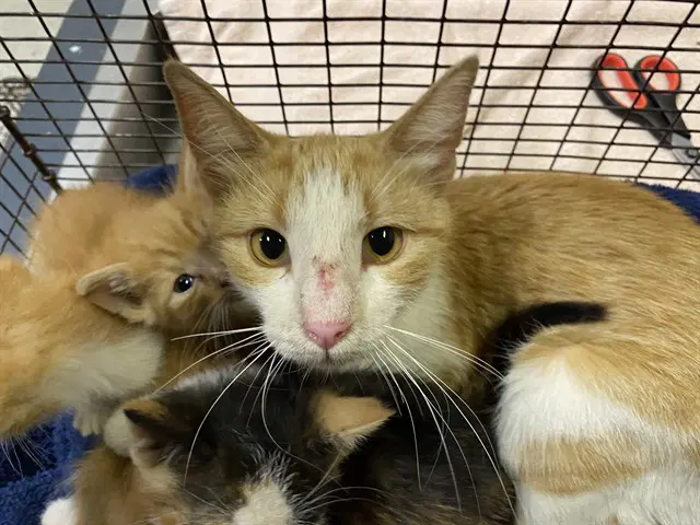 Unknown - Domestic Short Hair