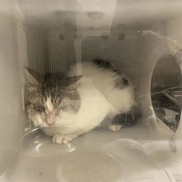 Unknown - Domestic Short Hair