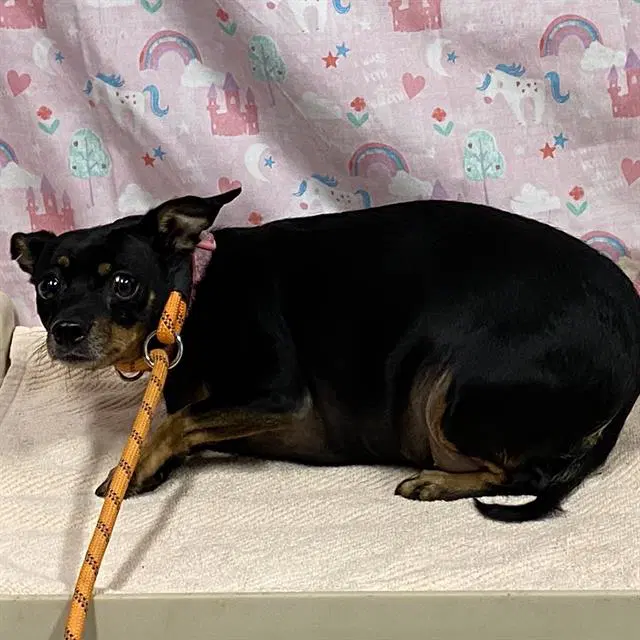Precious - Chihuahua
