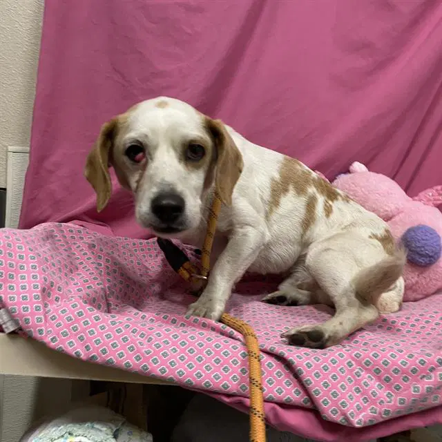 Unknown - Basset Hound