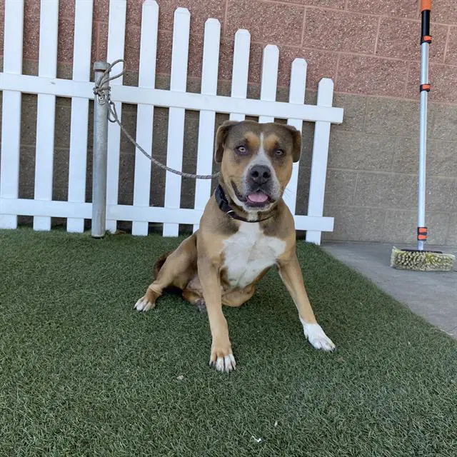 Unknown - Pit Bull Terrier