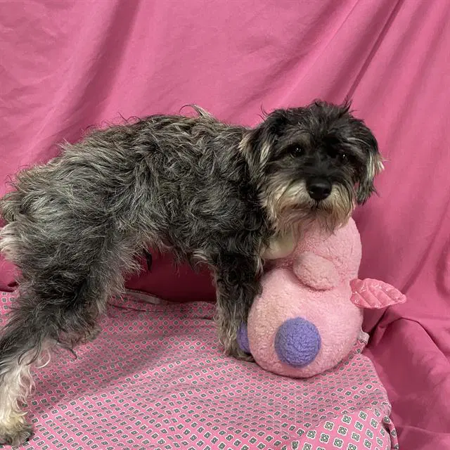 Unknown - Miniature Schnauzer