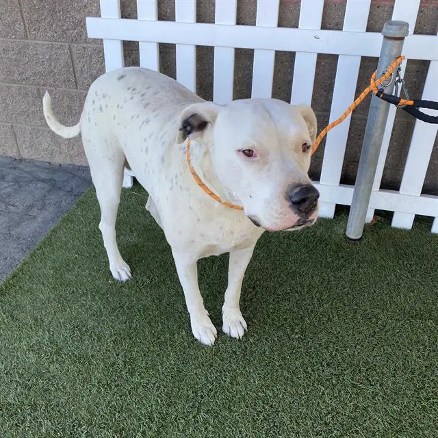 Lady Nala - Dogo Argentino