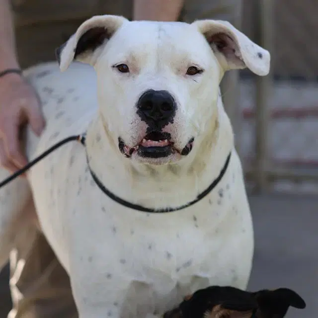Lady Nala - Dogo Argentino