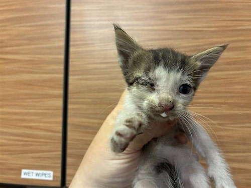 picture of the cat needing adoption