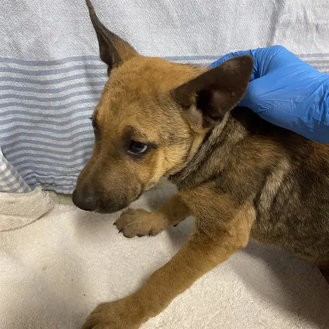 Unknown - Belgian Shepherd Malinois