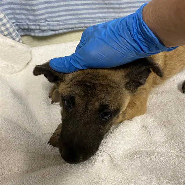 Unknown - Belgian Shepherd Malinois