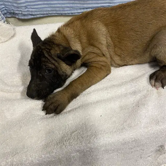 Unknown - Belgian Shepherd Malinois