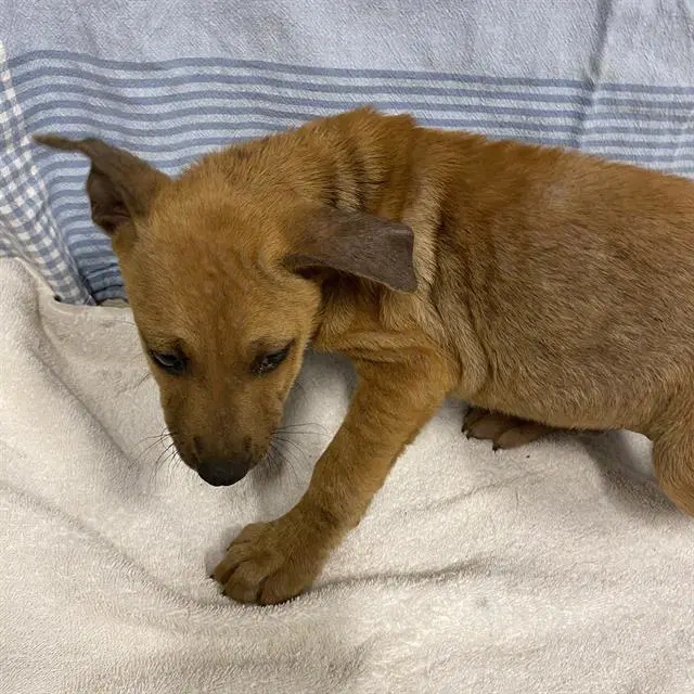 Unknown - Belgian Shepherd Malinois