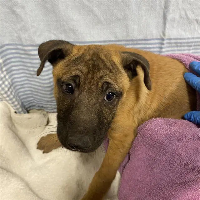 Unknown - Belgian Shepherd Malinois
