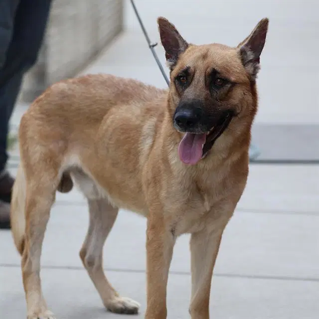 Mick - German Shepherd Dog