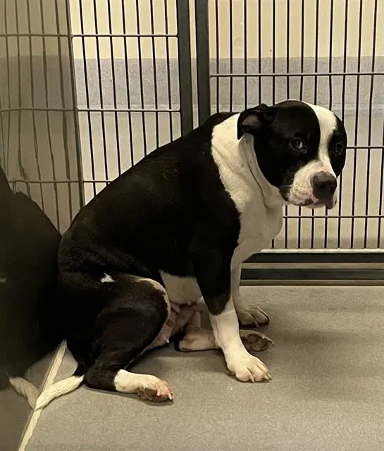 Diamond - Pit Bull Terrier