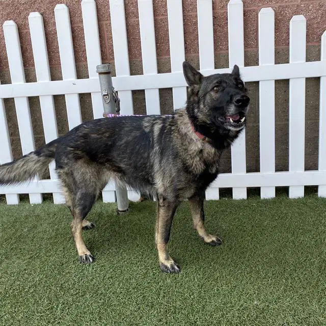 Jenny - German Shepherd Dog
