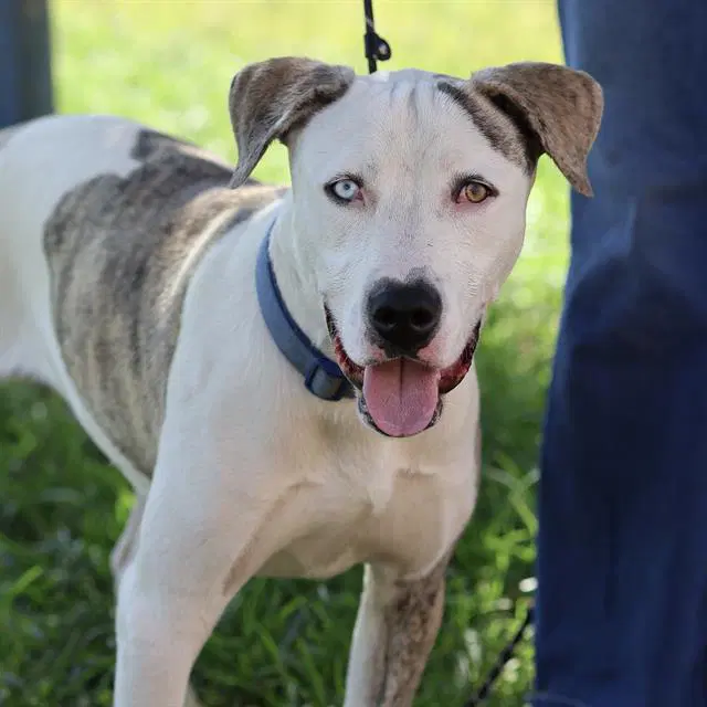 Milky - Pit Bull Terrier