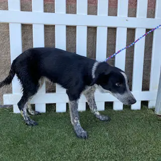 Unknown - Border Collie