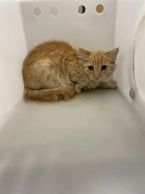 Unknown - Domestic Short Hair