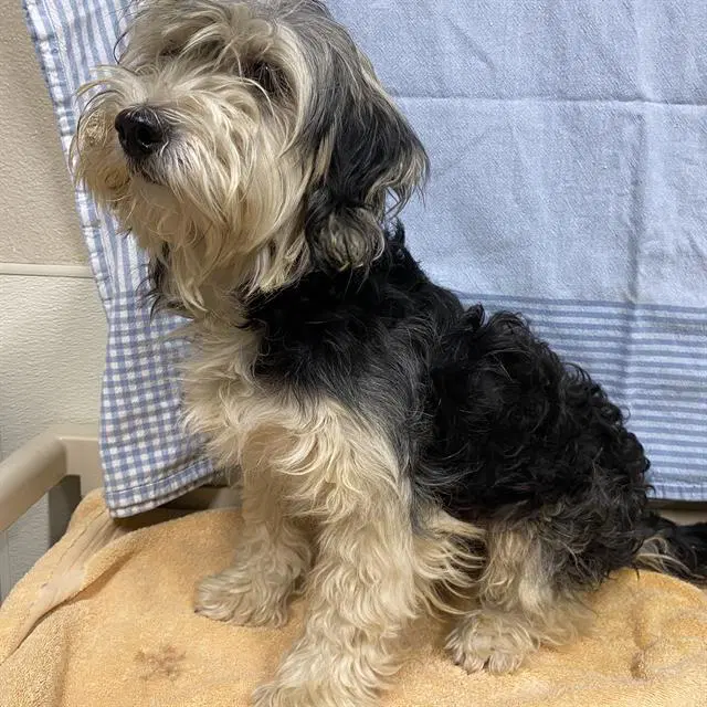 Unknown - Havanese