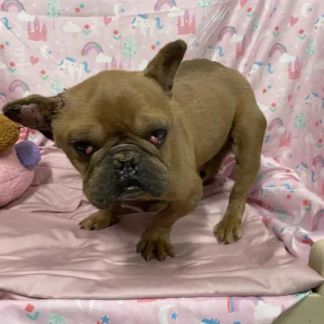 Pinto - French Bulldog