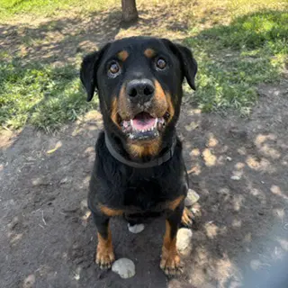 Daphne - Rottweiler
