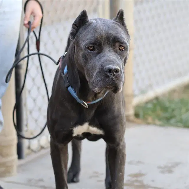 Nevah - Cane Corso Mastiff