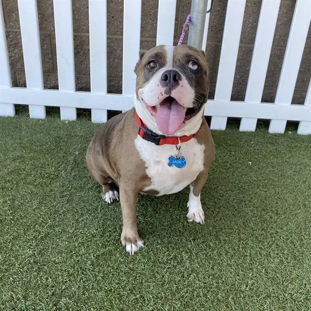 Jade - Bulldog