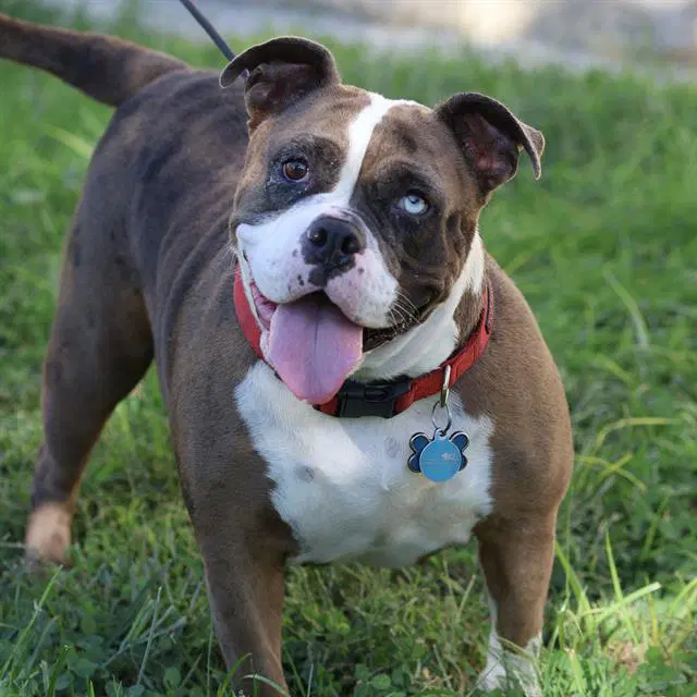 Jade - Bulldog