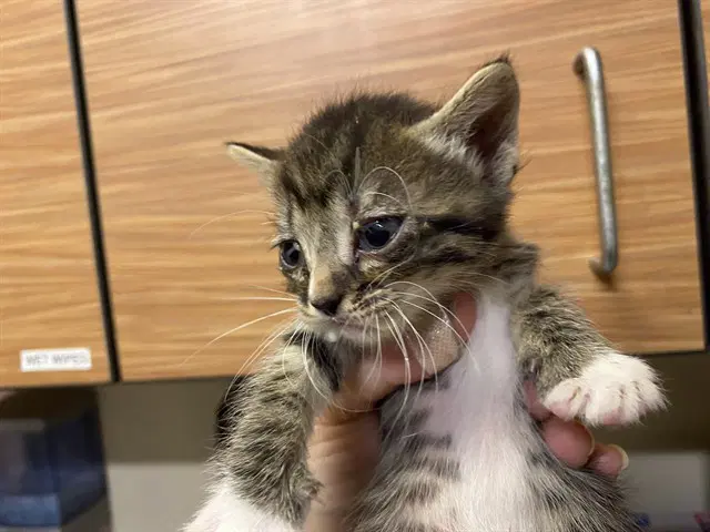 Unknown - Domestic Short Hair