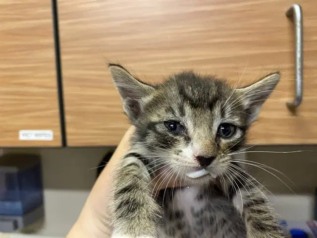 Unknown - Domestic Short Hair