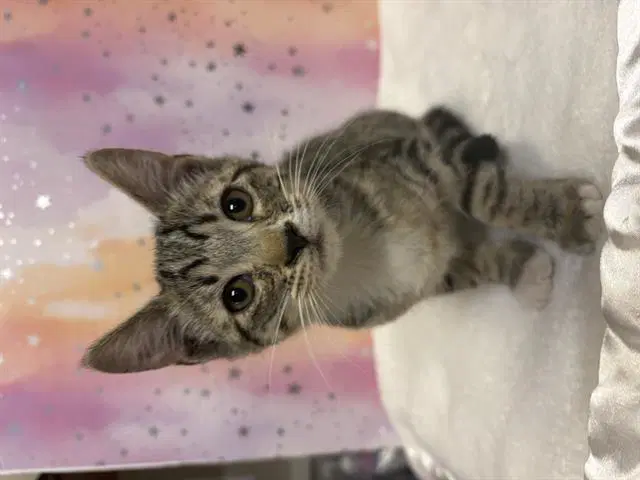 Unknown - Domestic Short Hair