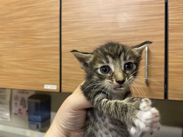 Unknown - Domestic Short Hair