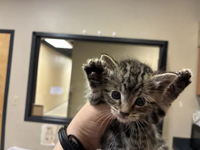 Larry - Domestic Short Hair