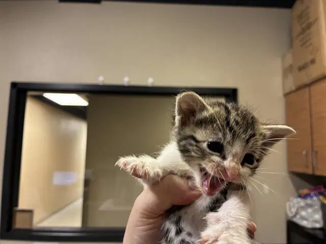 Billie - Domestic Short Hair
