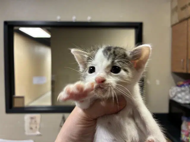 Pinky - Domestic Short Hair