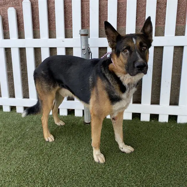 Unknown - German Shepherd Dog