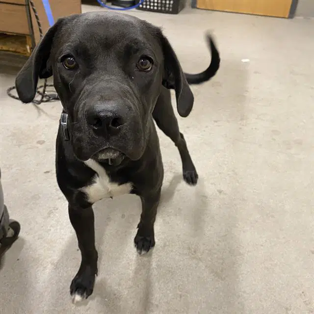 Carly - Labrador Retriever