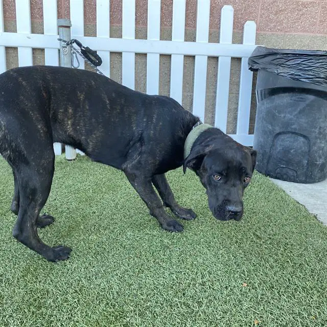 Cheyenne - Labrador Retriever