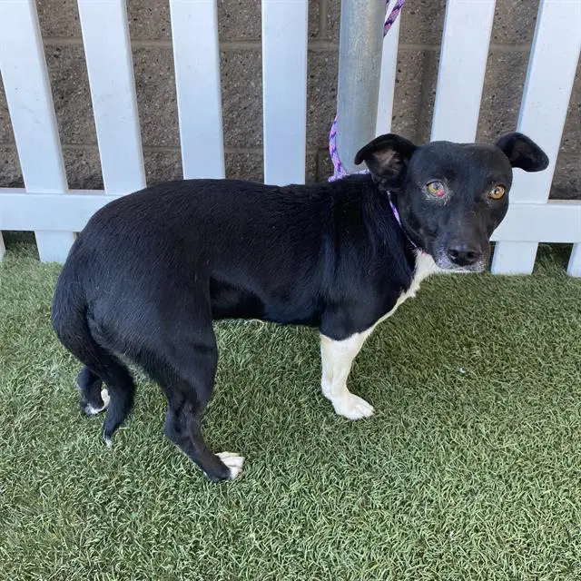 Unknown - Rat Terrier