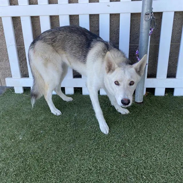 Unknown - Siberian Husky